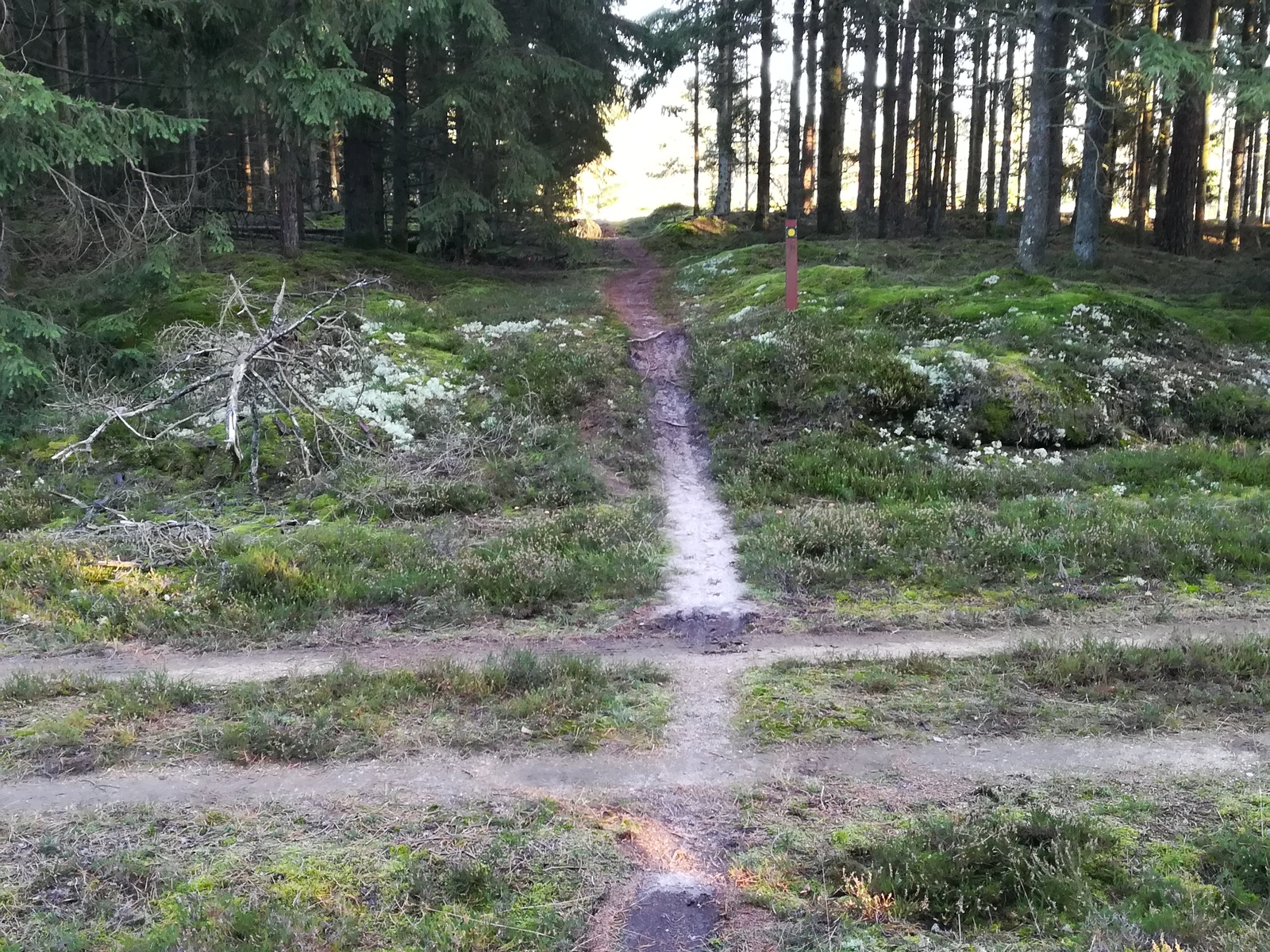 Gludsted Plantage Mtb Rute I Gludsted Sande Udinaturen Dk