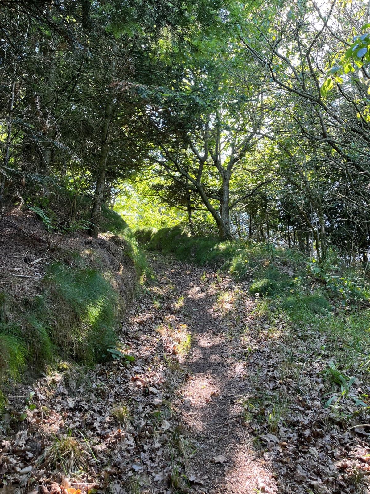 Skovområde med græs og jordbundsunderlag.