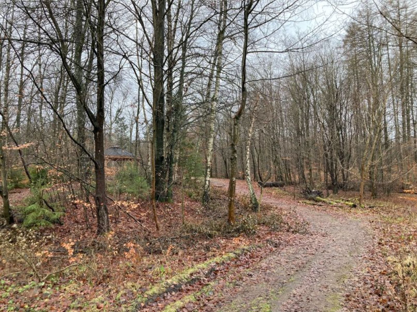 skovvejen som fører til madpakkehuset er plan grusvej