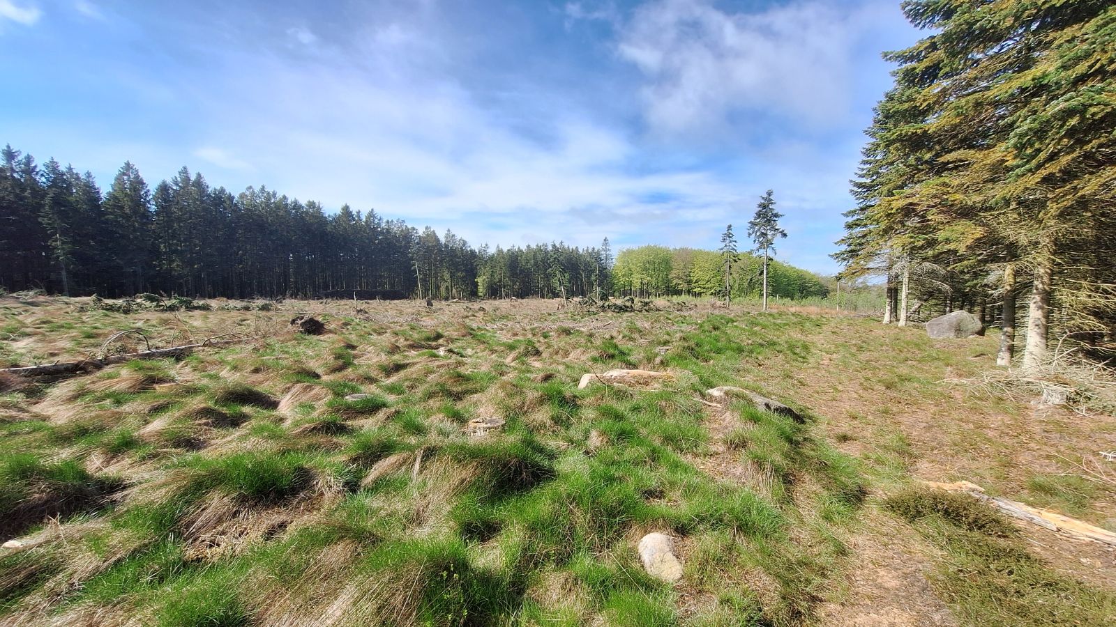 Åbent område i en skov.
