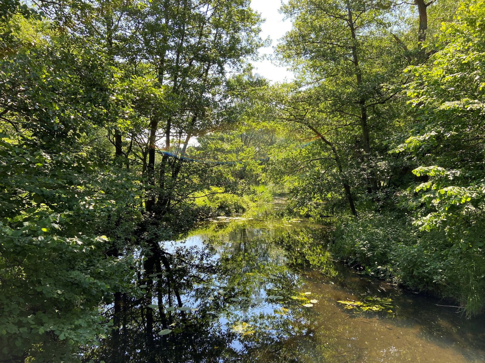 vand og elletræer langs med