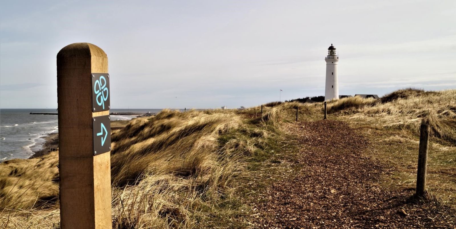 Blå Kløversti rute hen mod Hirtshals fyr. Underlaget er natursti.