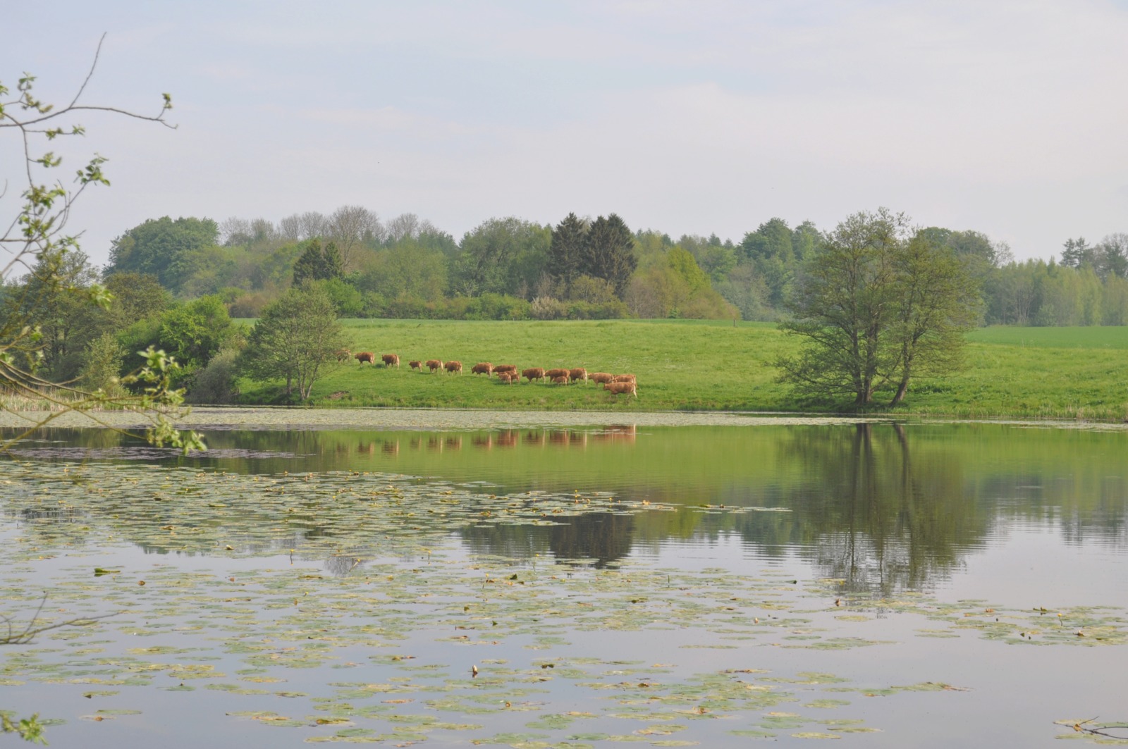 Møllesø