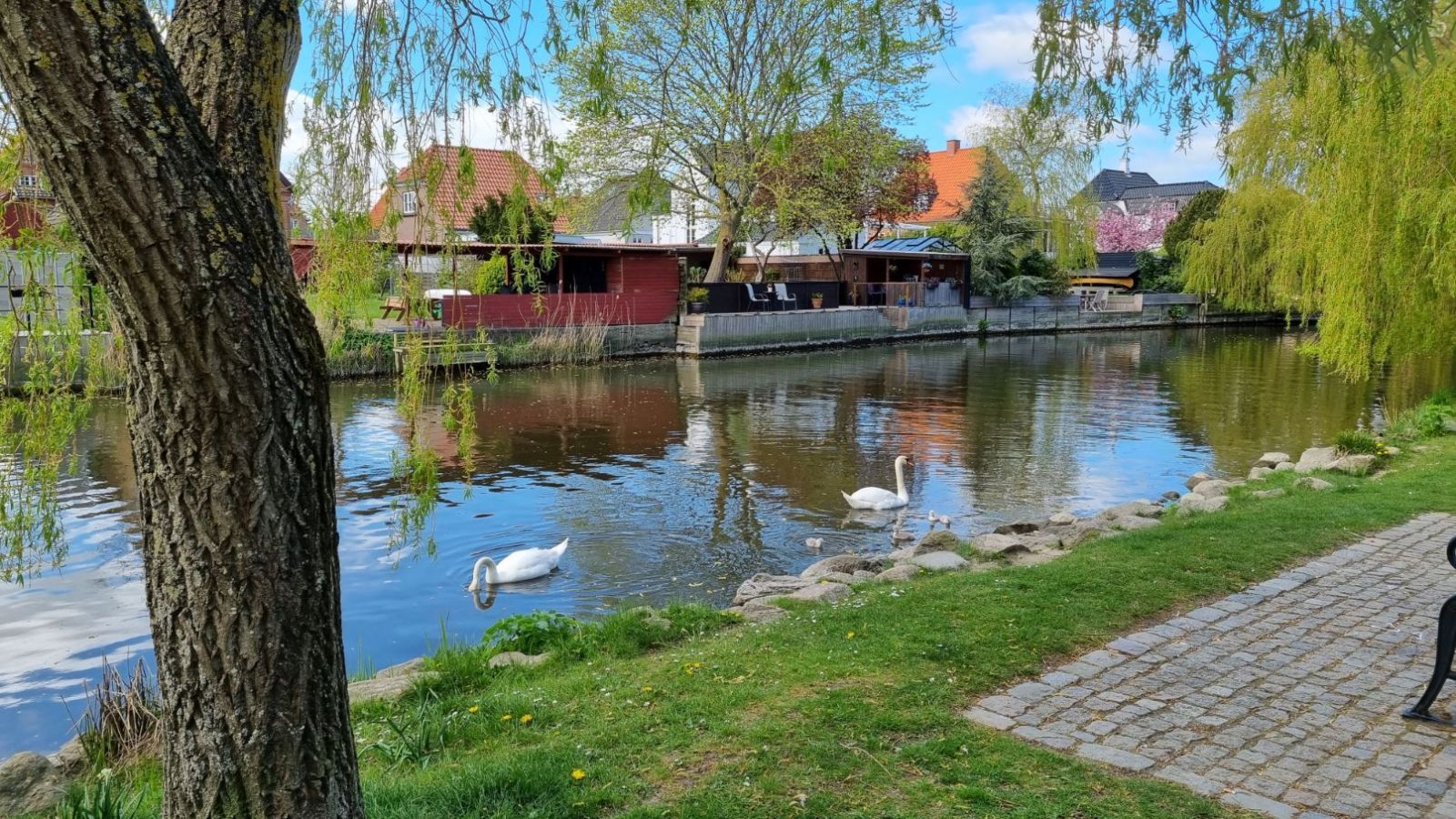 2 svaner med ællinger i åen