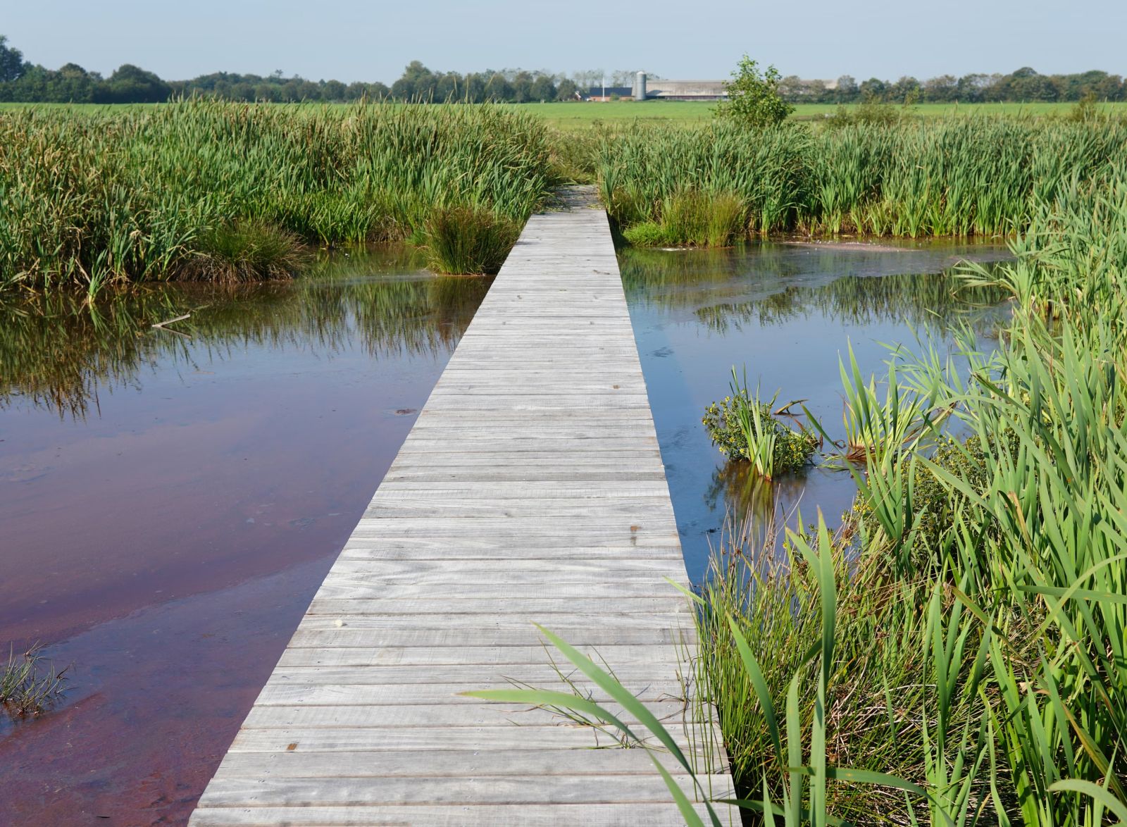 En 280 meter lang bræddesti gør mosen tilgængelig for besøgende.