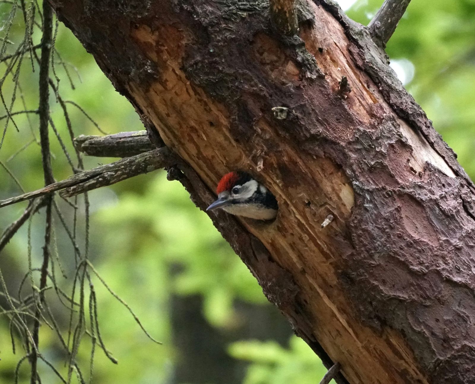 I Ansager Kommune Plantage kan du være heldig at se spætten.