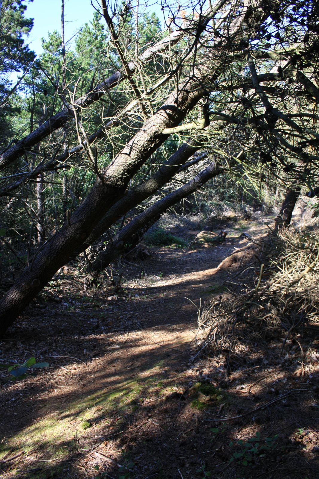 Natursti Oddesund Nord