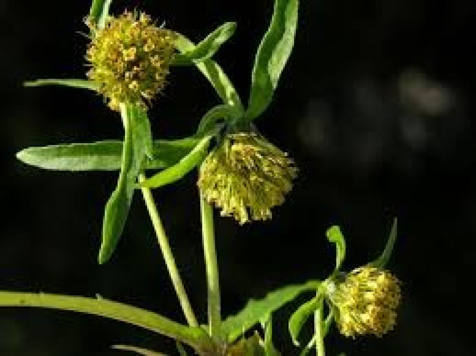 Planten, Nikkende Brøndsel.