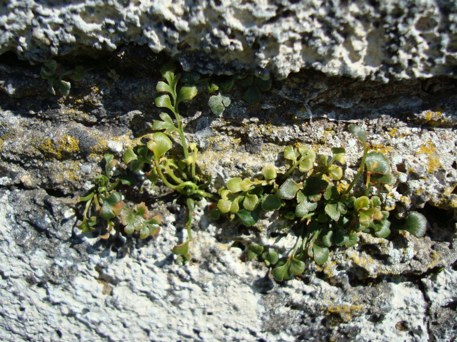 den mindste danske bregne, murrude