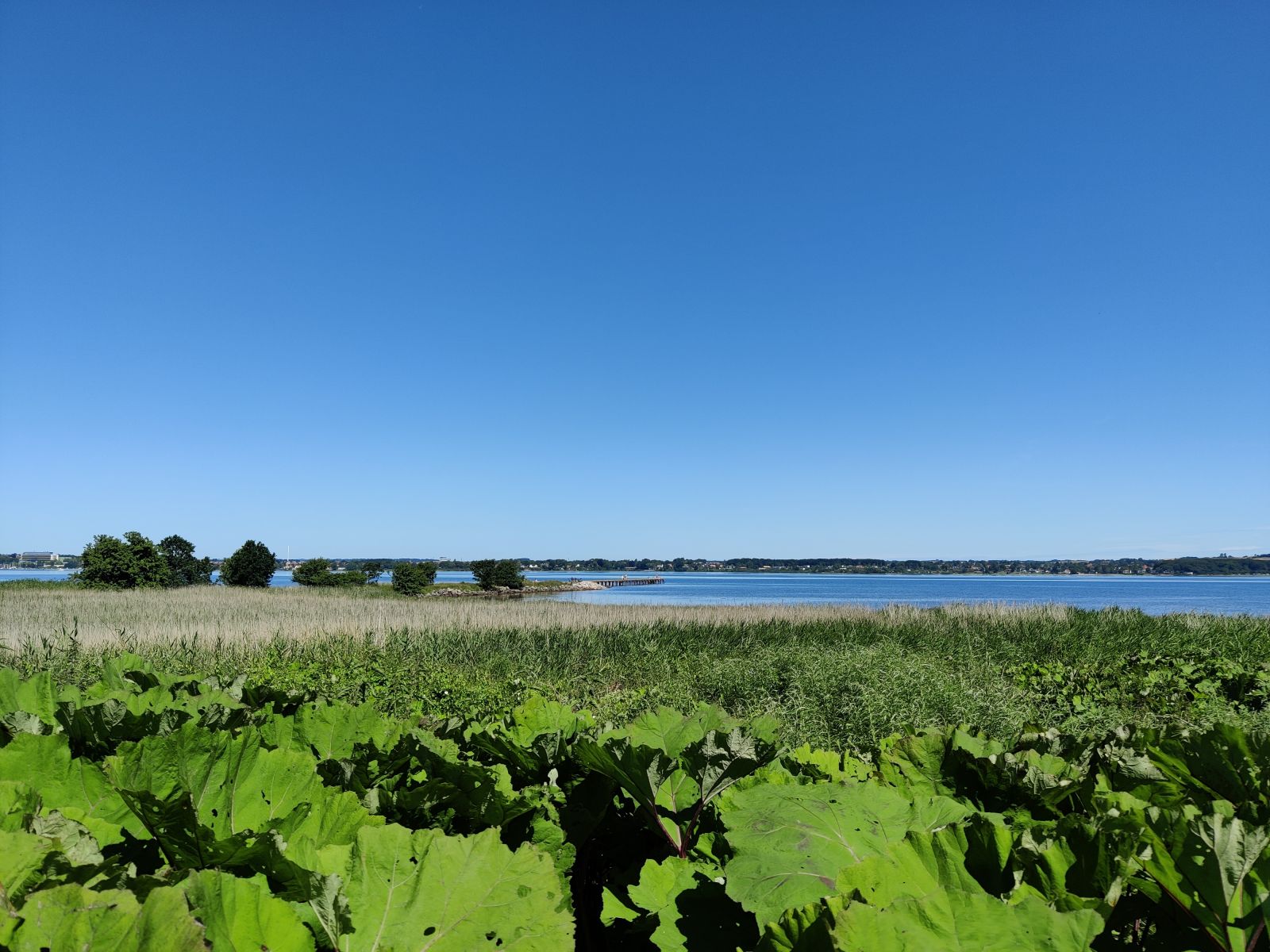 Udsigten over vådområde og fjorden