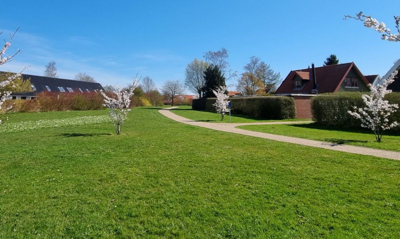 Blomstrende kirsebærtræer