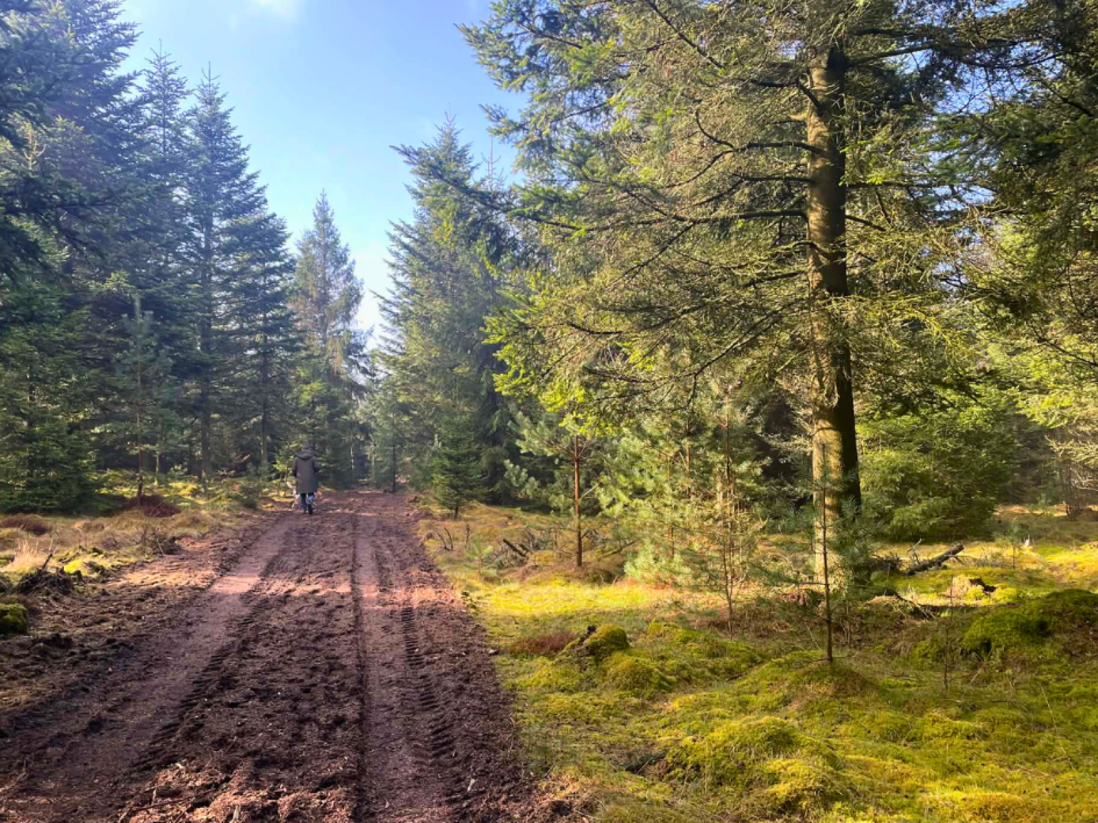 Gul rute i Rønbjerg Plantage