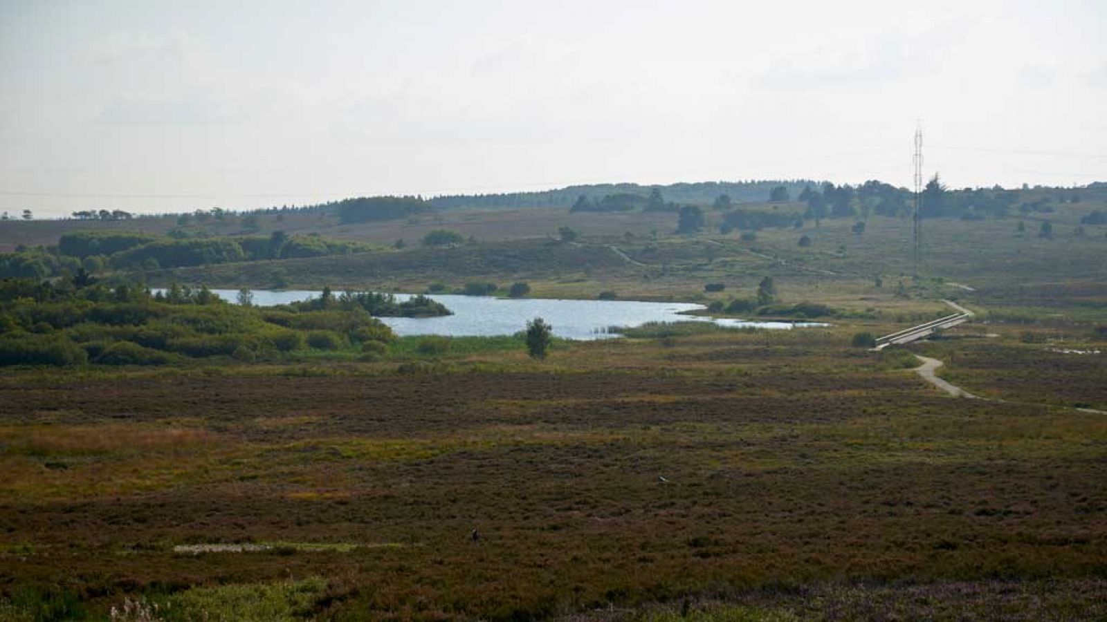 Flot udsigt udover Præstbjerg Plantage