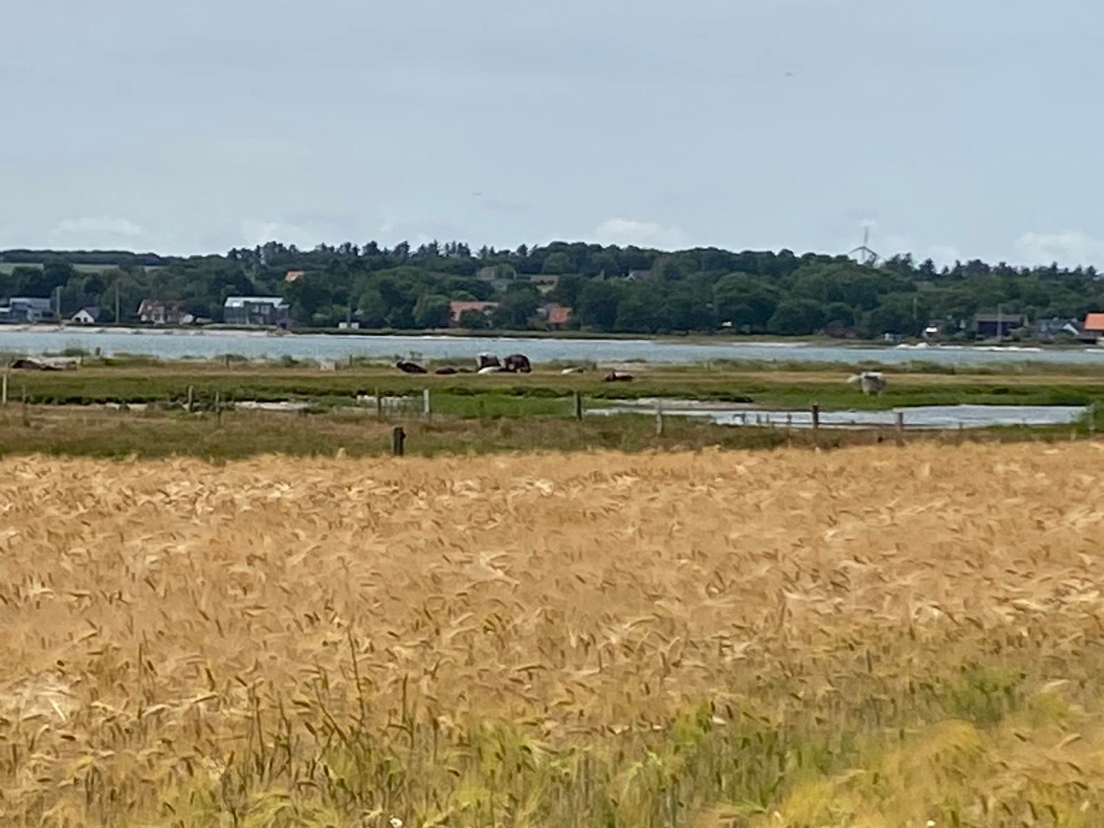 Muslinge Ruten