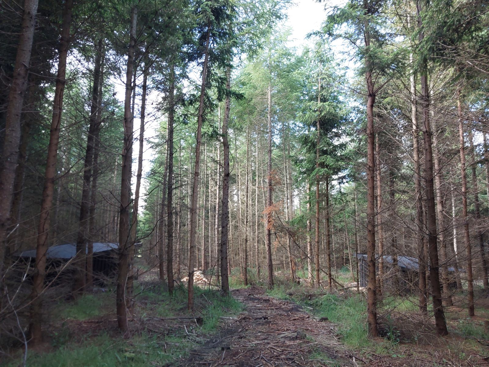 To shelters i en granskov