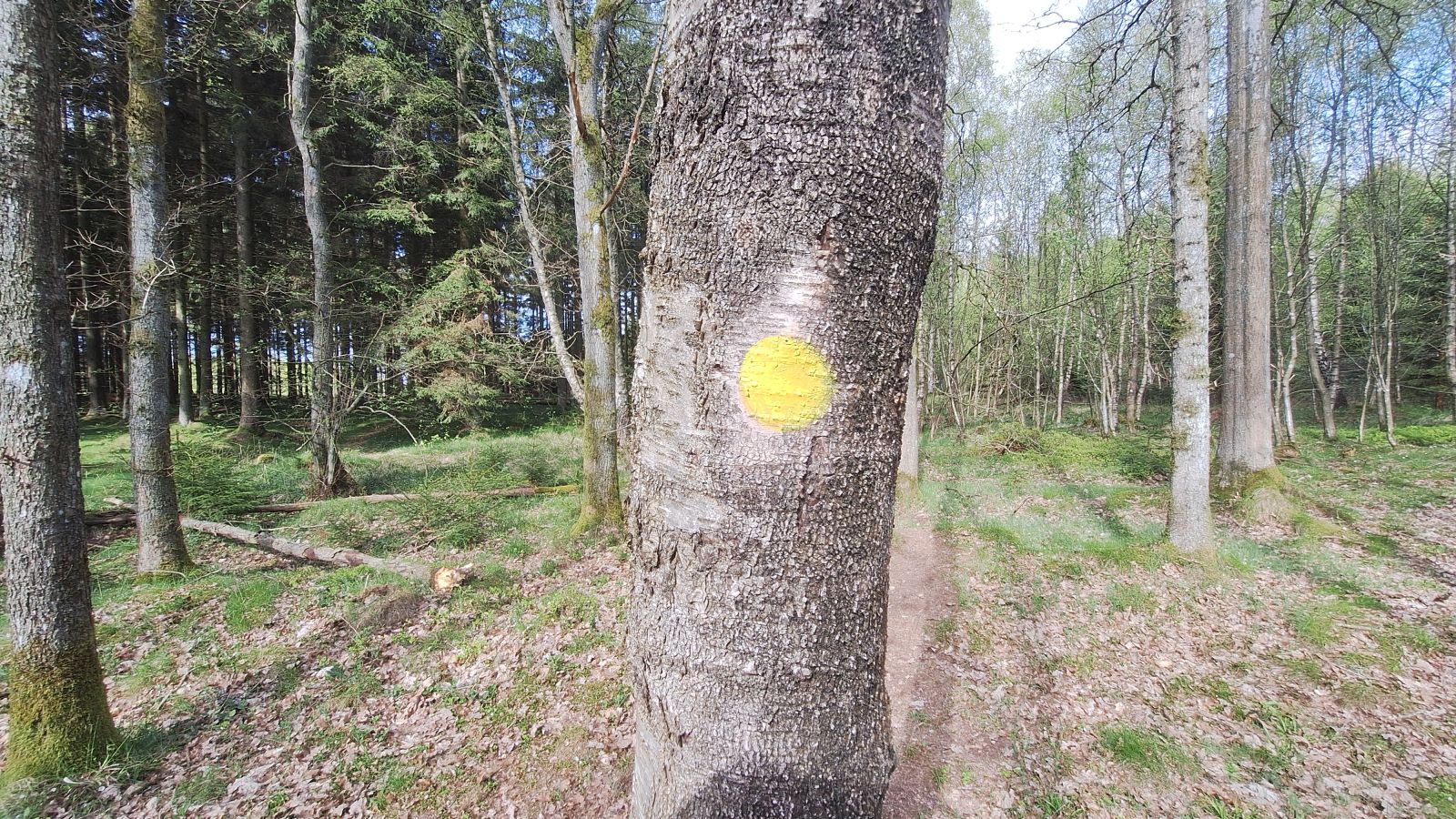 Gul prik på træ.