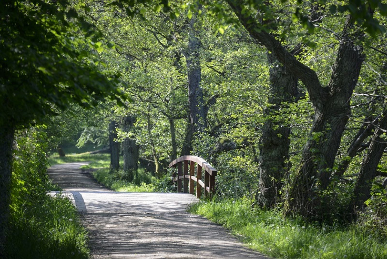 sti gennem dyrehaven