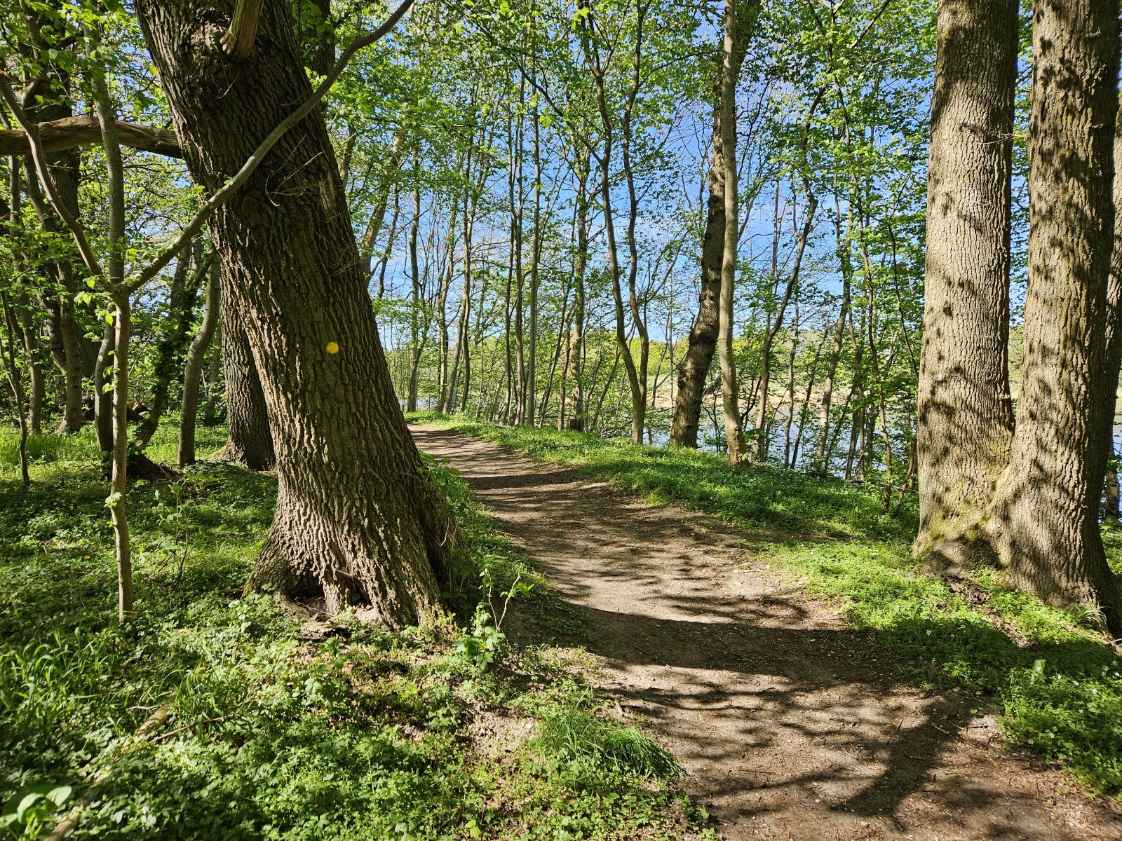 Skovsti langs Bygholm sø mellem store gamle træer. Stien er afmærket med gule prikker og pile på træer og pæle.