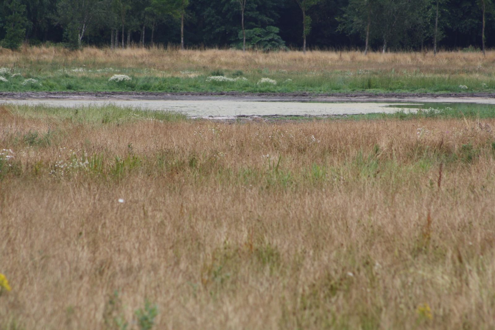 som Thyholm Forskønnelse har købt 2025