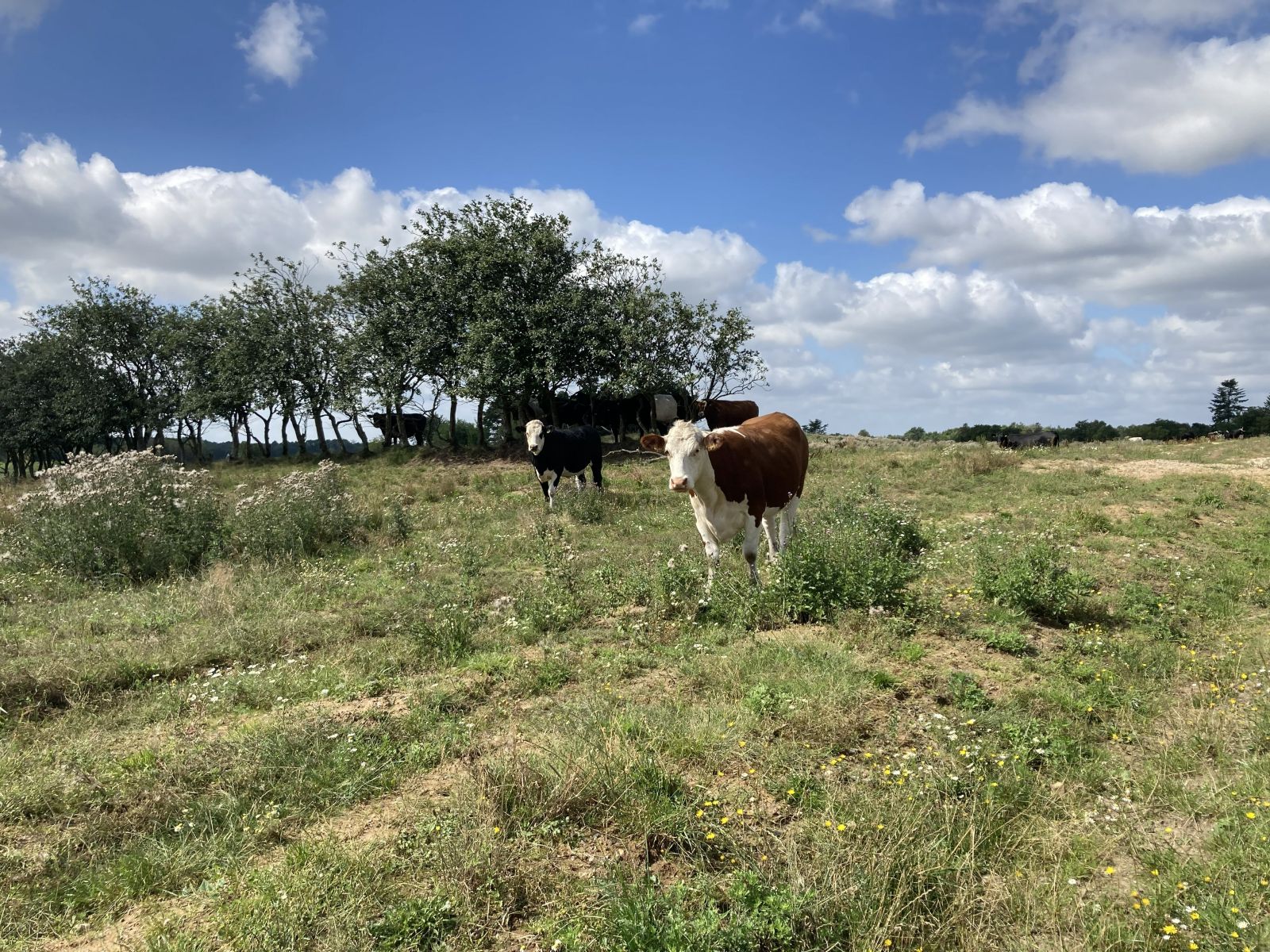 To køer står på afstand med front mod kameraet. De står på sandet eng med et læbælte i baggrunden. Blå himmel med skyer.