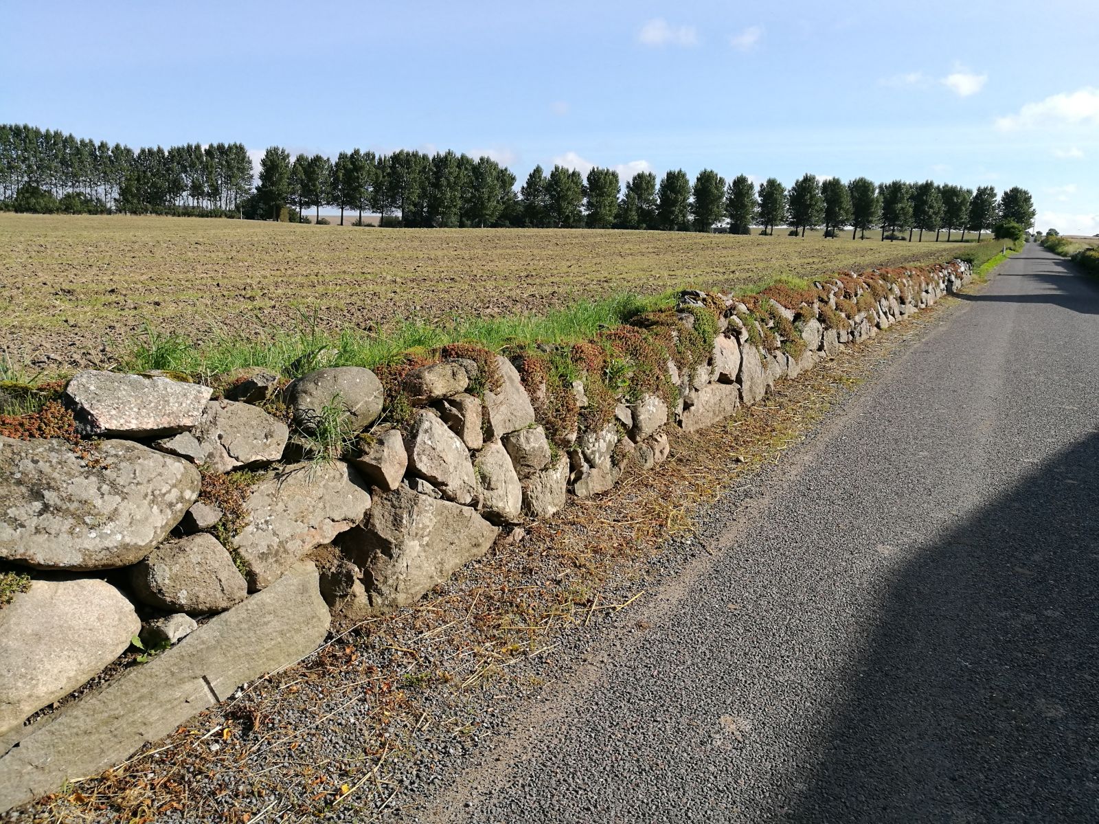 På turen kommer du forbi masser af flotte stendiger. 