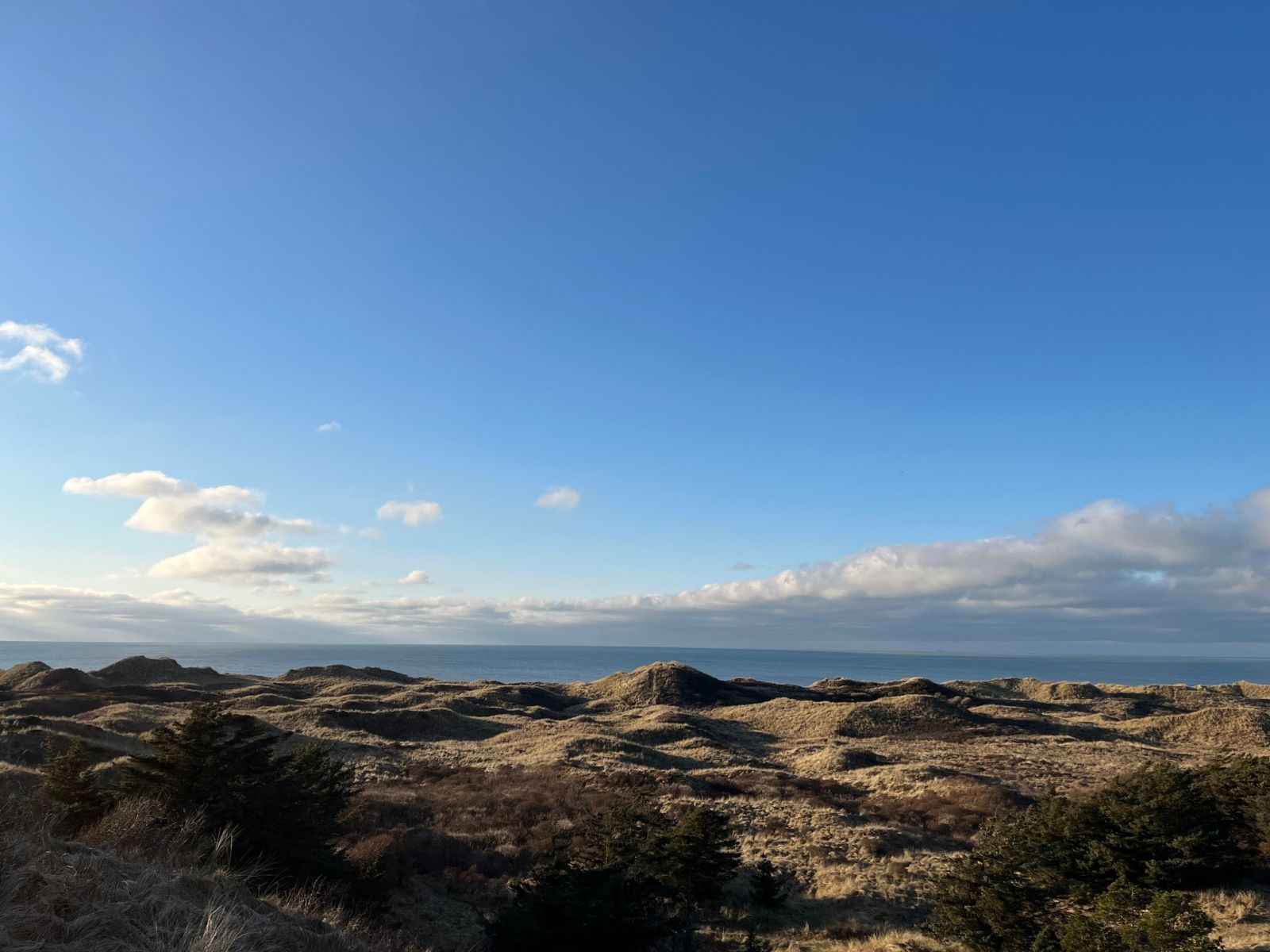 Tornby Klitplantage med udsigt til det kuperede klitlandskab og havet. 