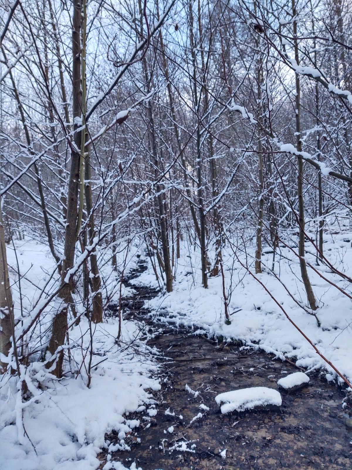 Slyngende bæk i vinterlandskab med små ungtræer på begge sider