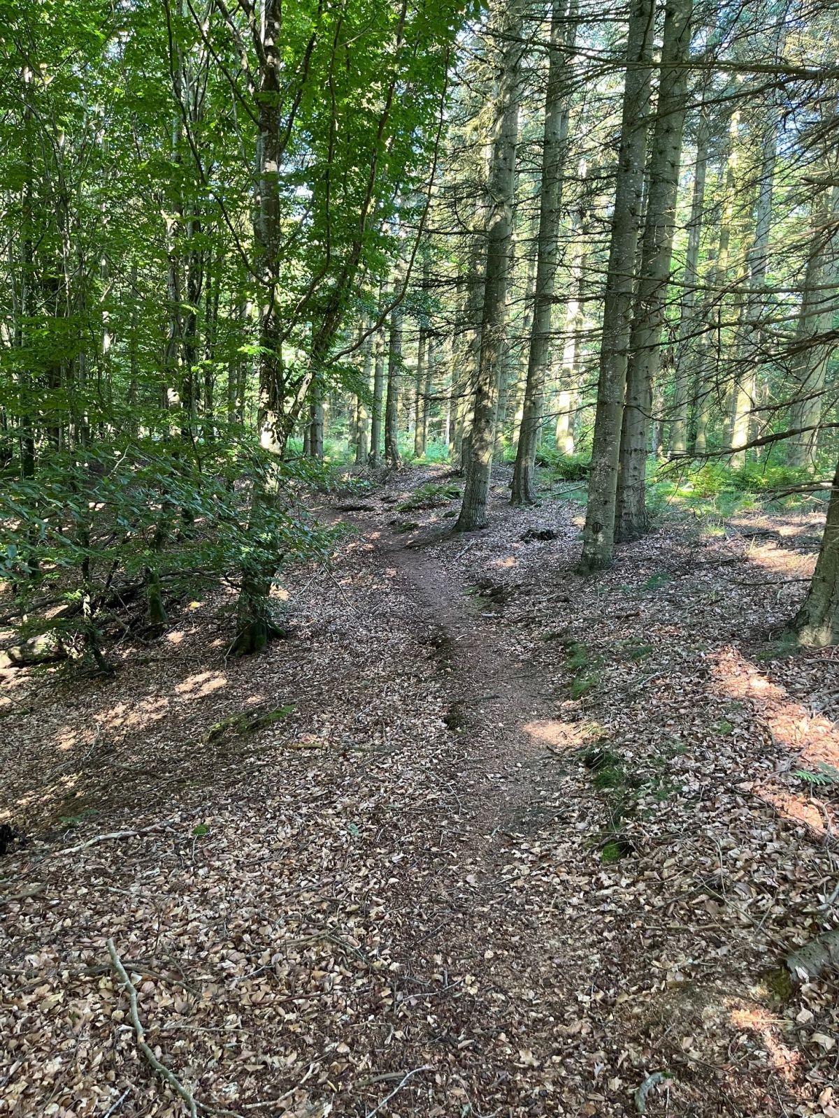 Ruten der snor sig i skoven.