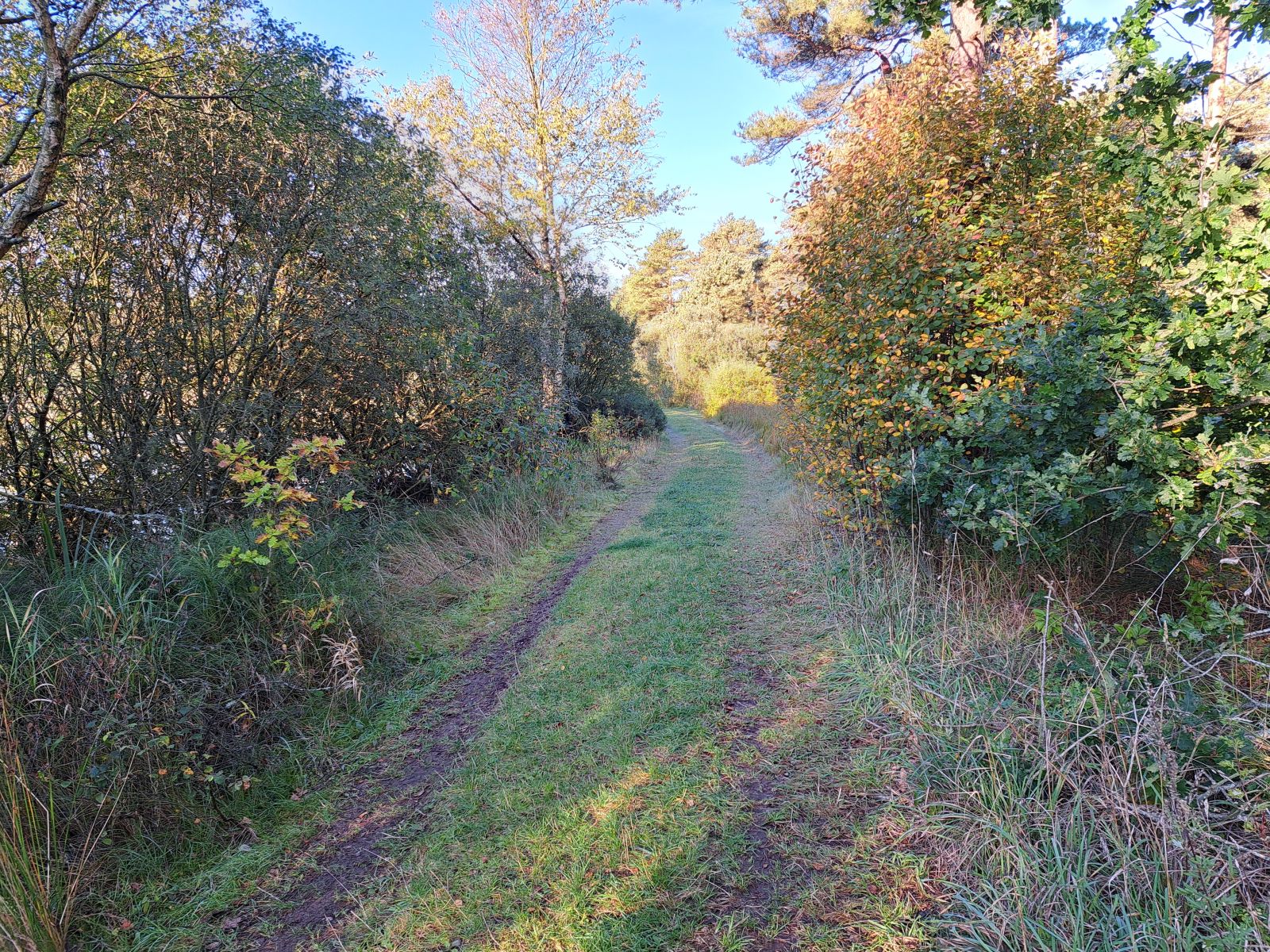 Adgangsvejen til shelterpladsen er et skovspor/kørespor, som kan være ret mudret men er forholdsvis jævn 