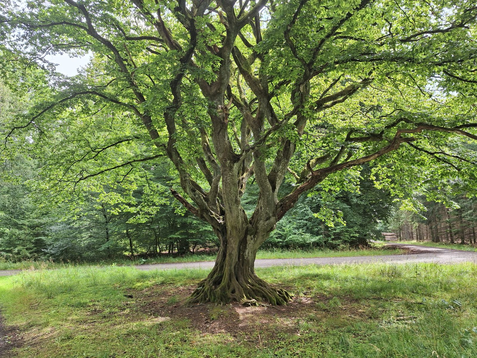 Anvbøg med en knudret stamme med mange grene.