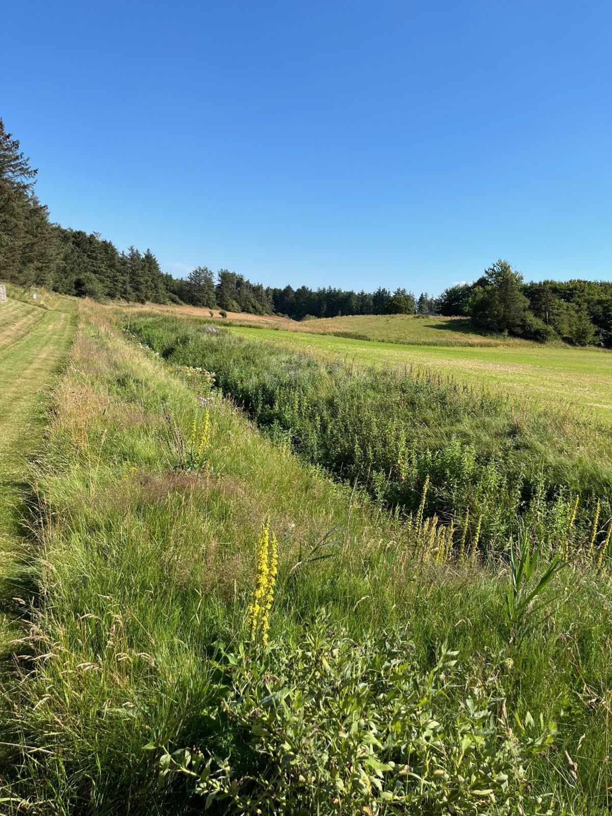 Hundelev å ved natursti. 