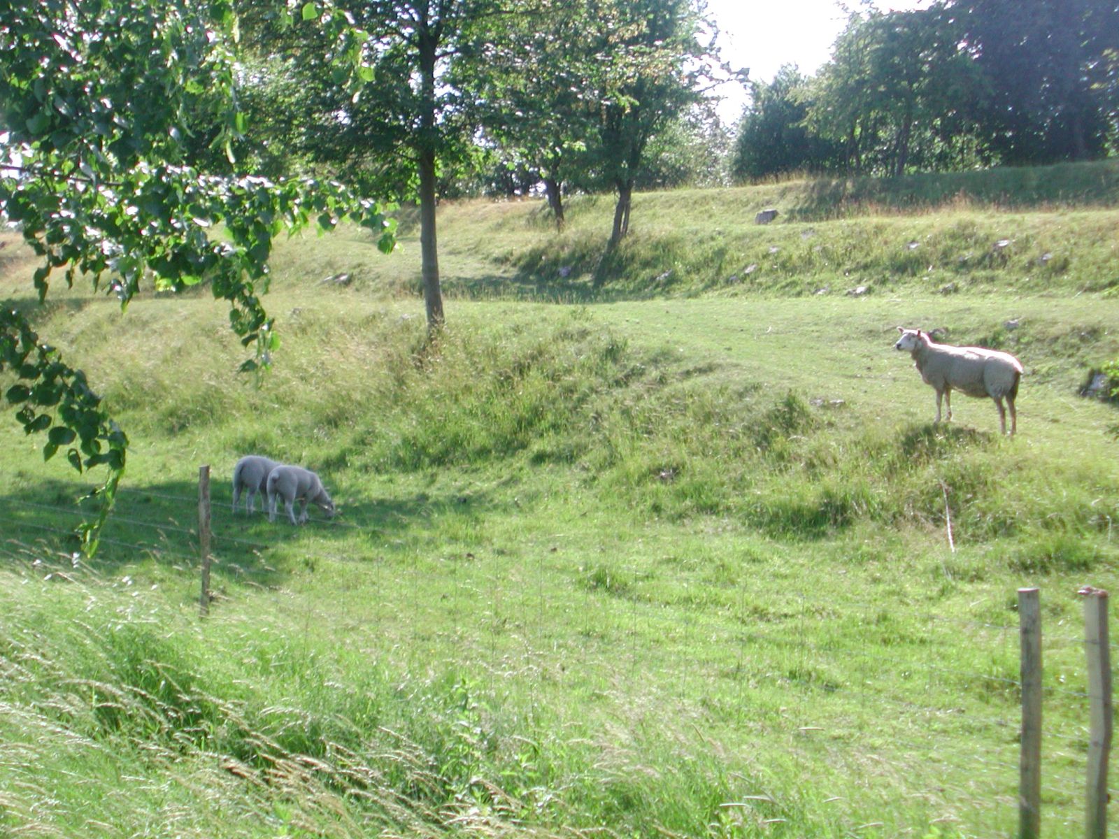Får der græsser på Vestvolden