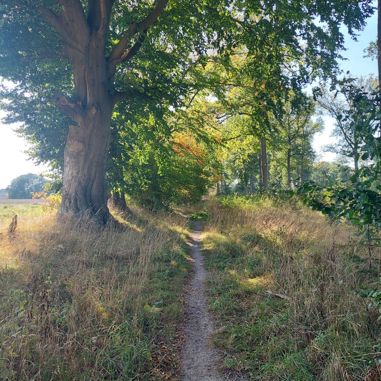 Smal skovsti i Haslev Orned
