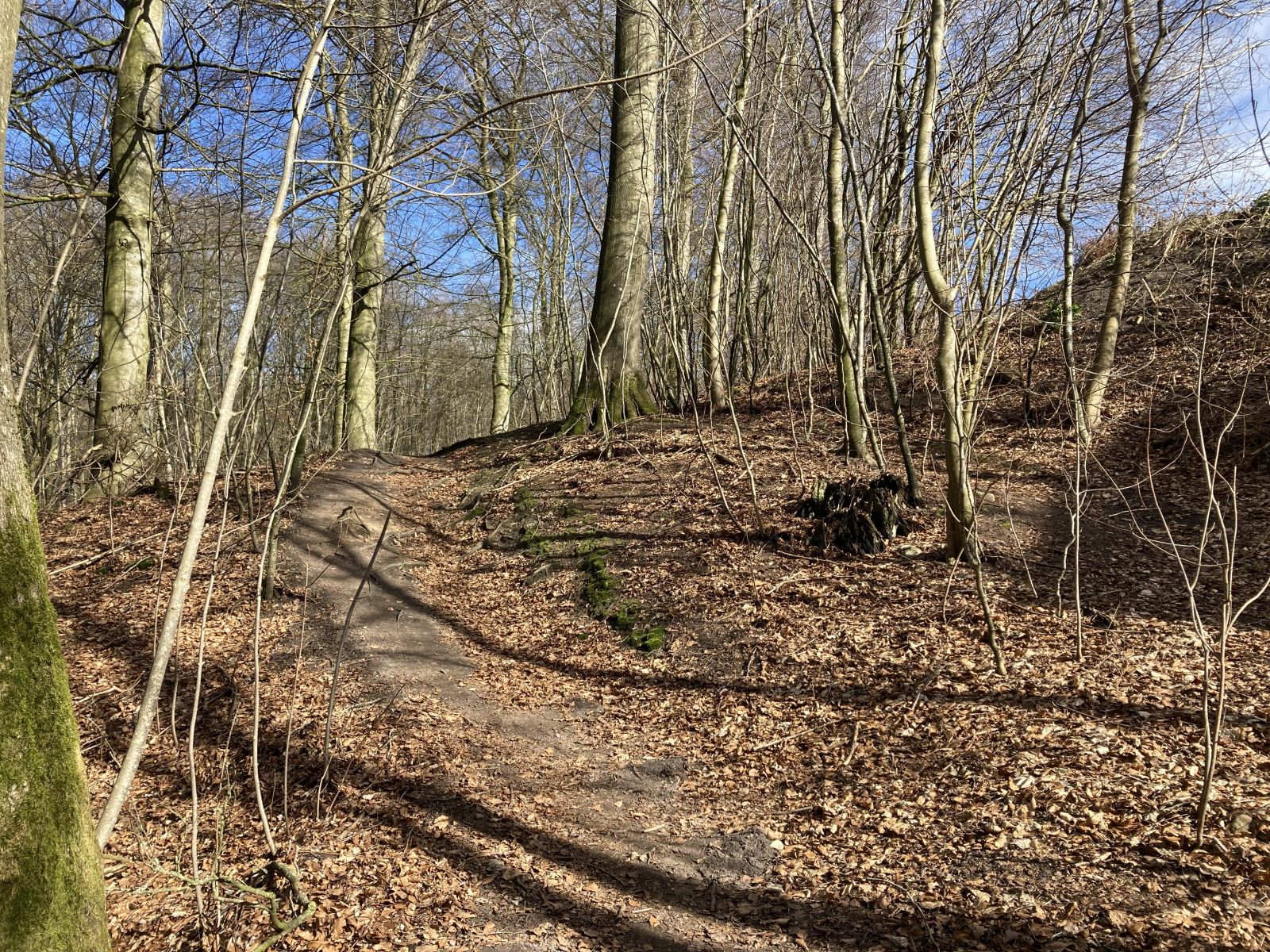 Smal skovsti i en skov med afbladede træer og efteråsblade i skovbunden.