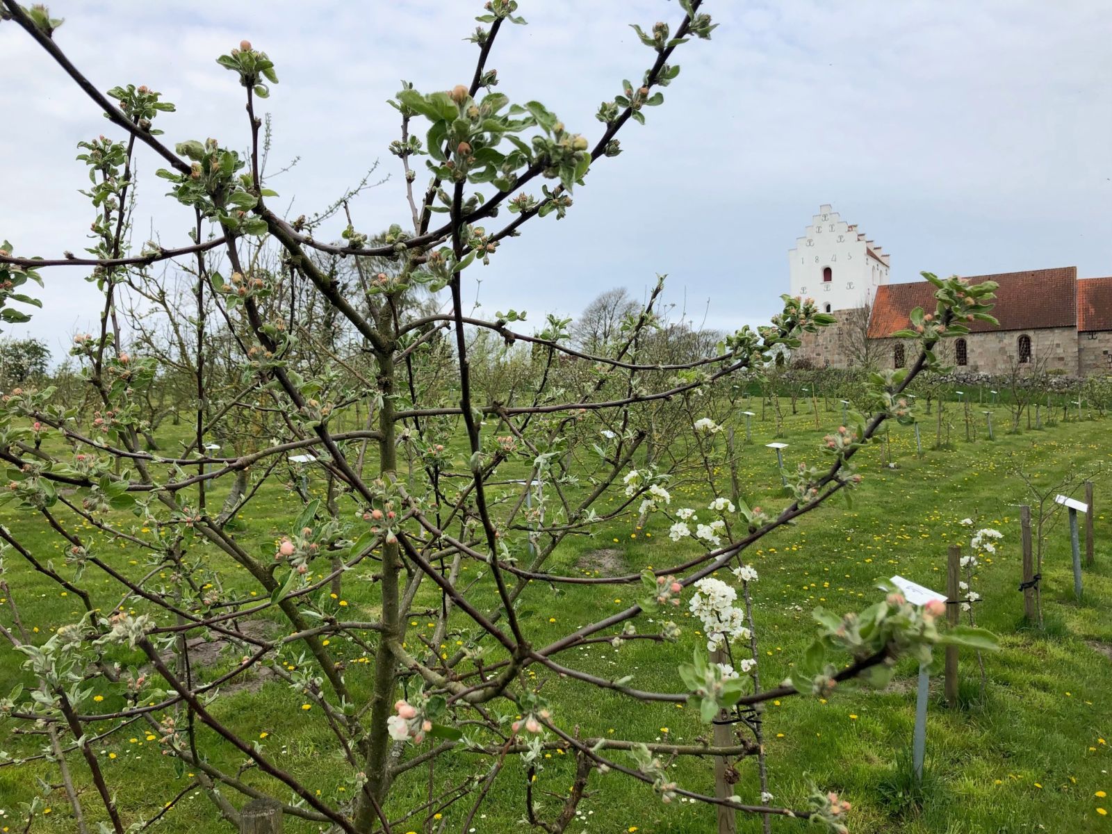 Æblehaven ligger som nabo til Øster Hornum Kirke.