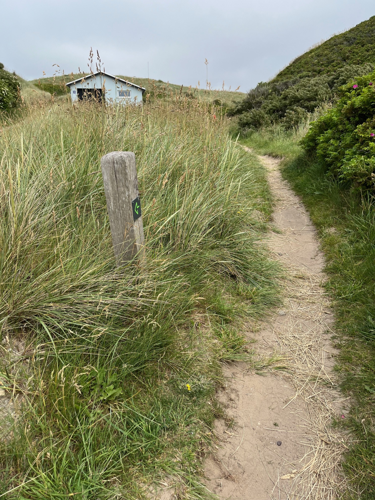Pæl med piktogram af rute ved Vigen. Her vil man gå på en smal natursti. 