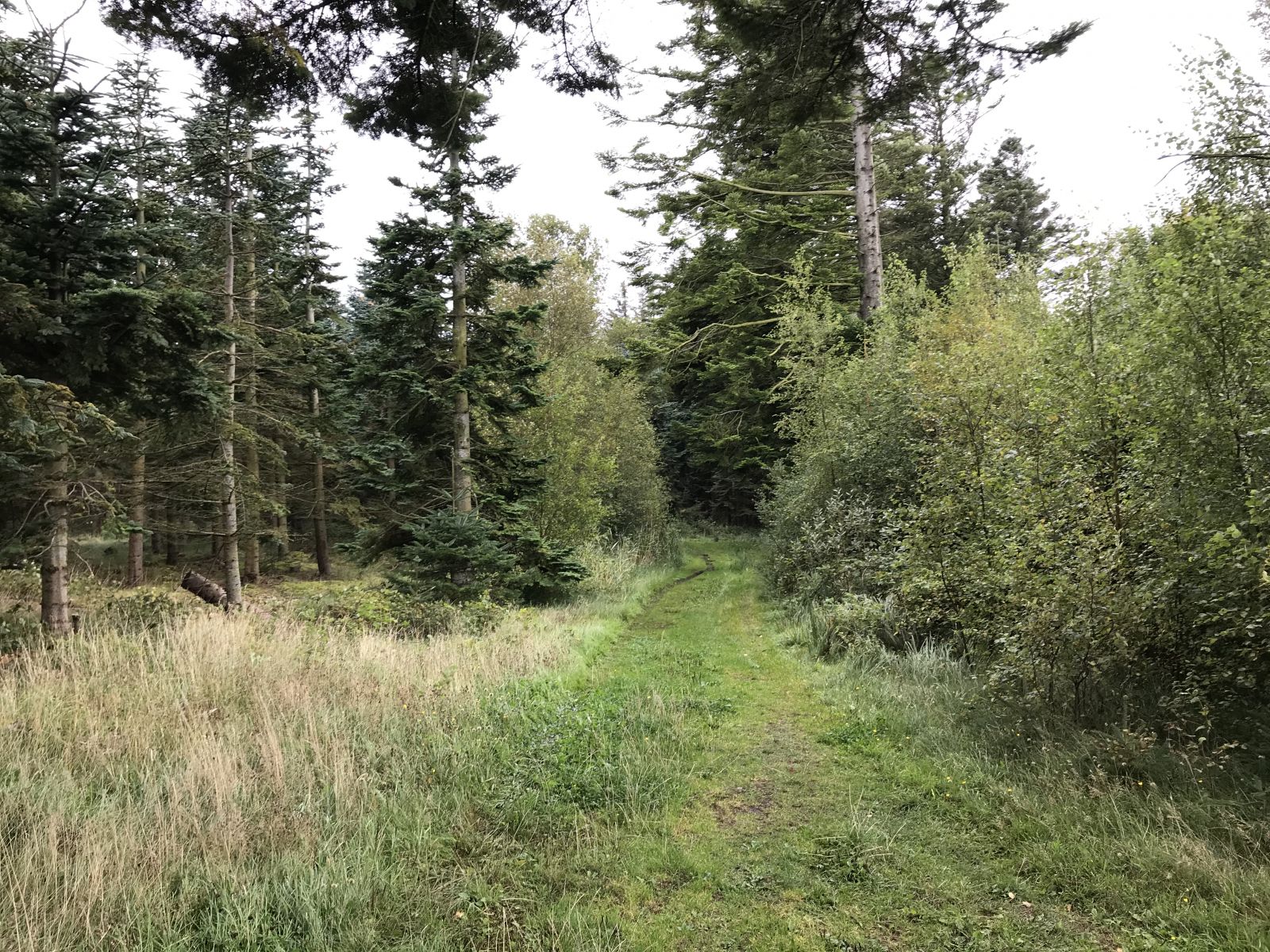 Billedet viser en del af ruten i skov