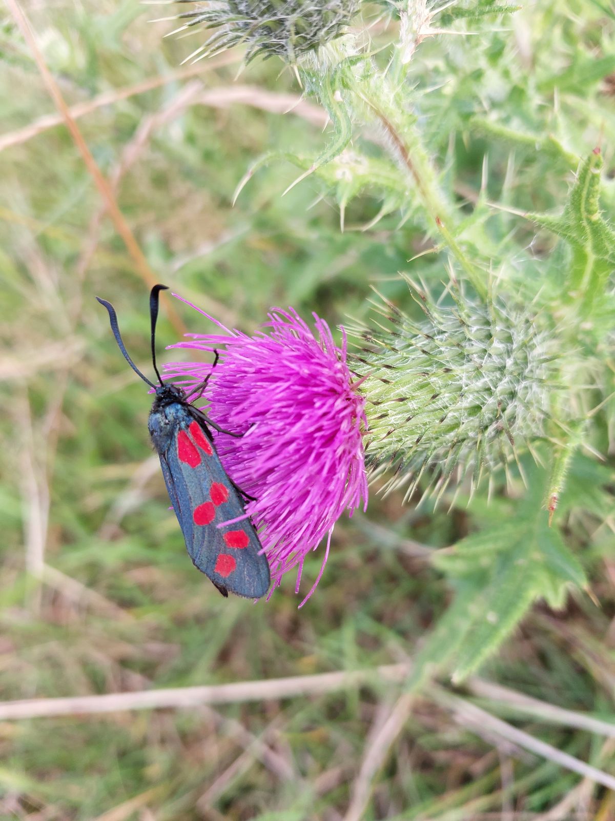 Sort sommerfugl med seks røde pletter på en lilla tidsel