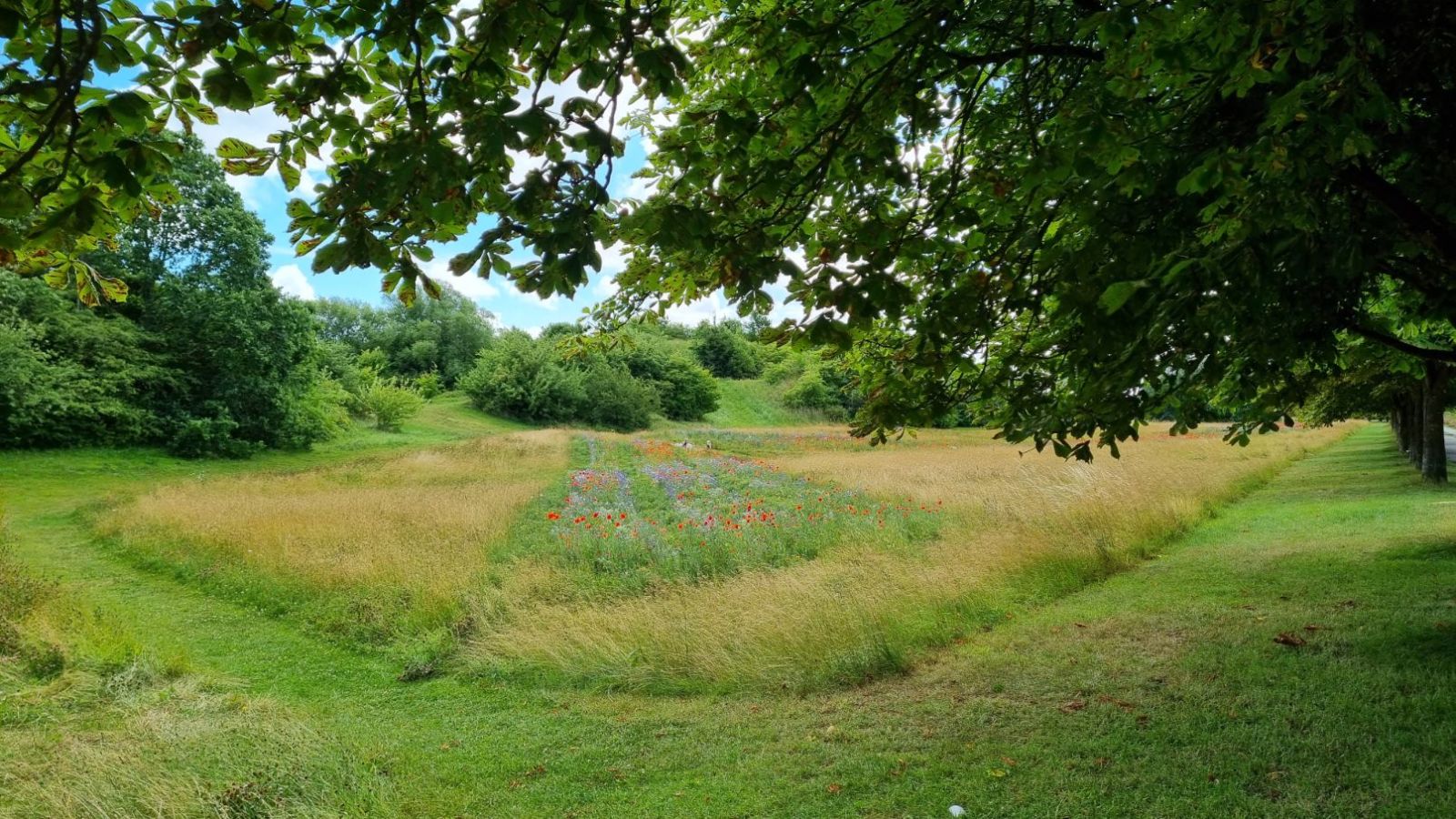 Græs med sommerblomster