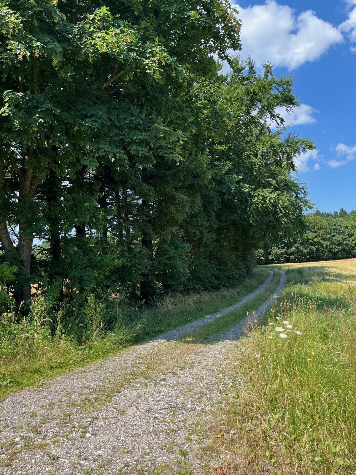 Grusvej hvor rute ligger længere nede. 
