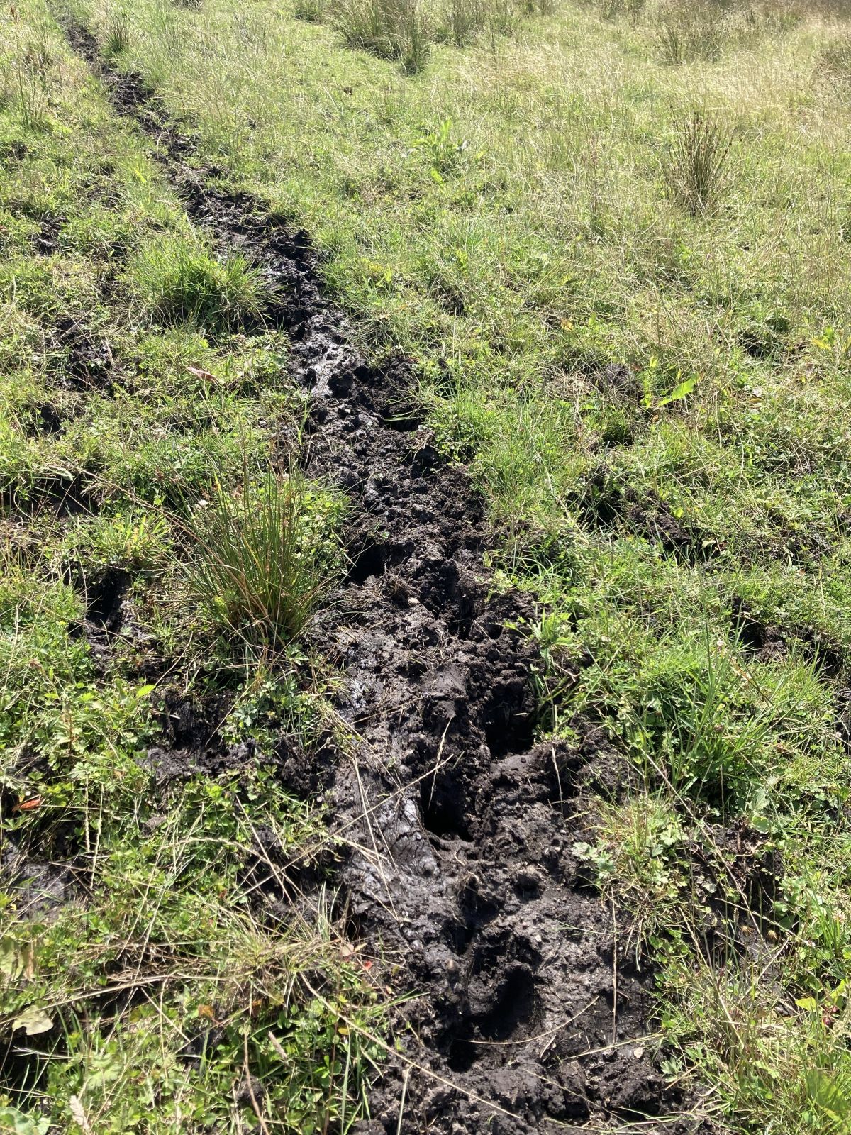 Mudret og ujævnt spor omgivet af grøn vegetation