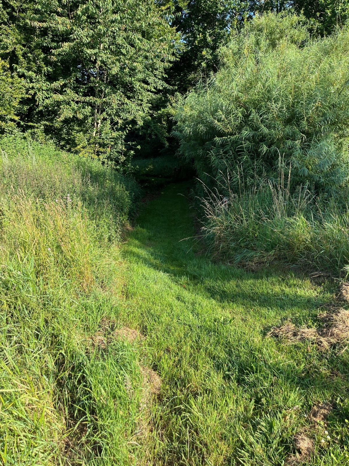 Startstedet for rød og blå rute. Underlaget er græs. 