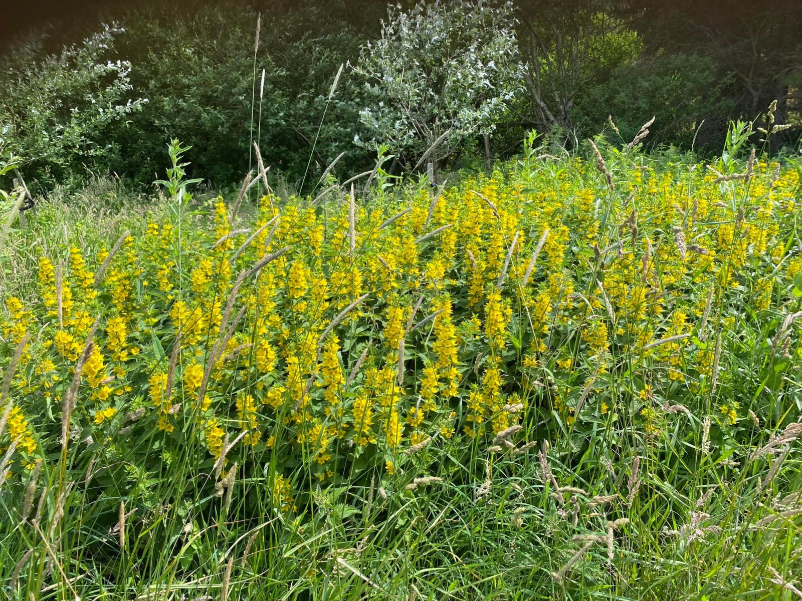 Muslinge Ruten
