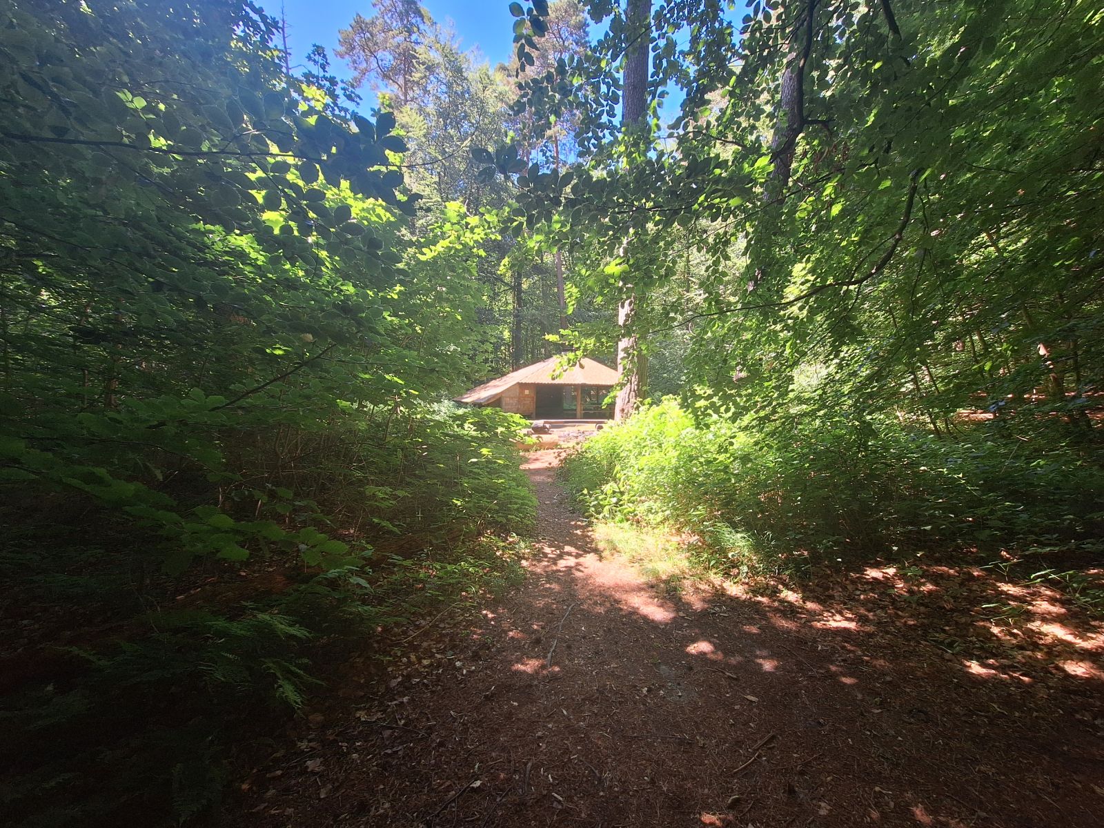 Billedet viser en lille, smal trampesti i skoven. På hver side af stien er der bøgeskov, men i baggrunden åbner skoven op og man ser et stort shelter/bålhytte og i toppen af billedet lidt blå himmel.