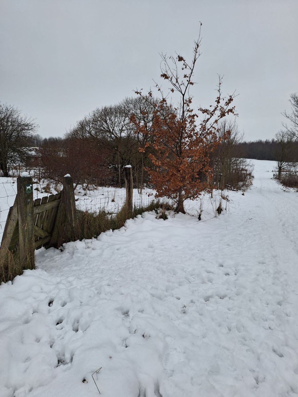Klaplåge til den indhegnede hundeskov i nordenden.