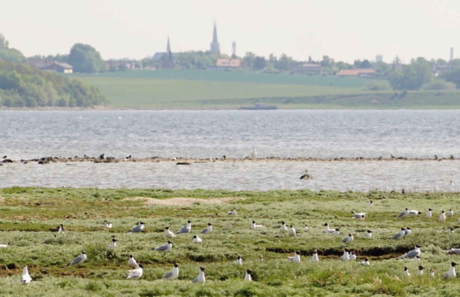Hættemågekoloni og udsigt mod Roskilde Domkirke