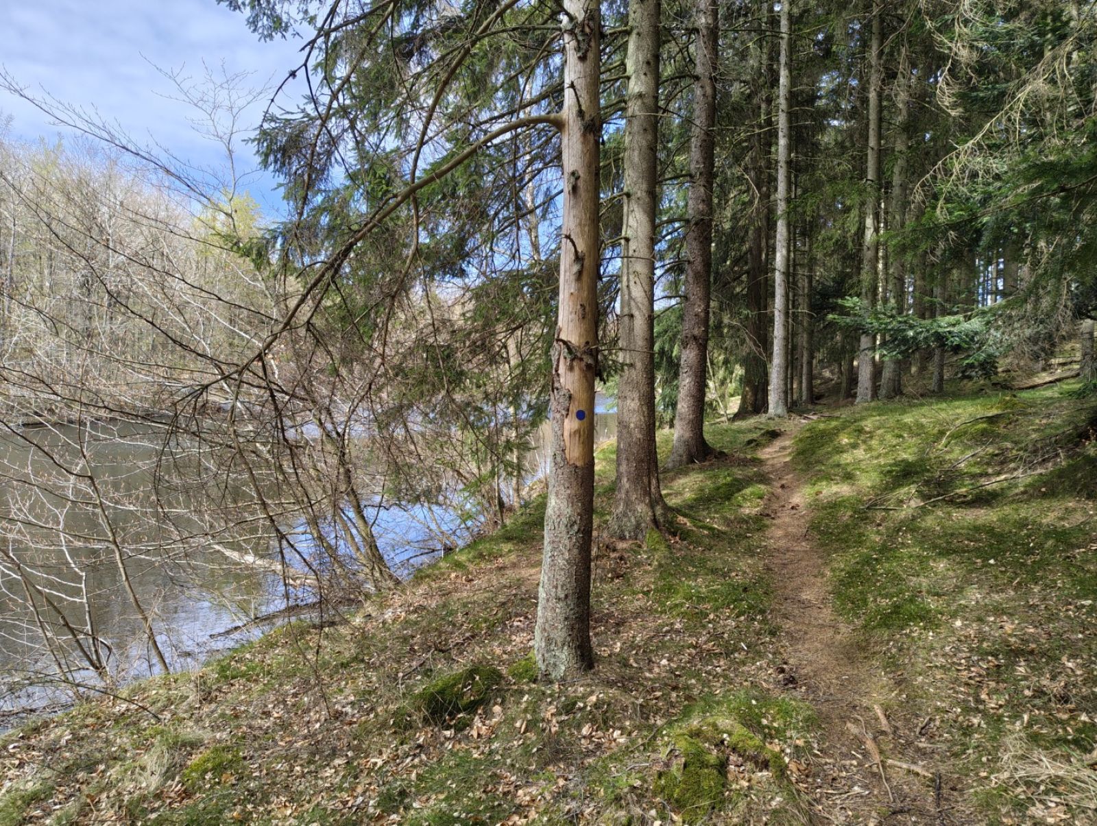 Sti langs skovsø.