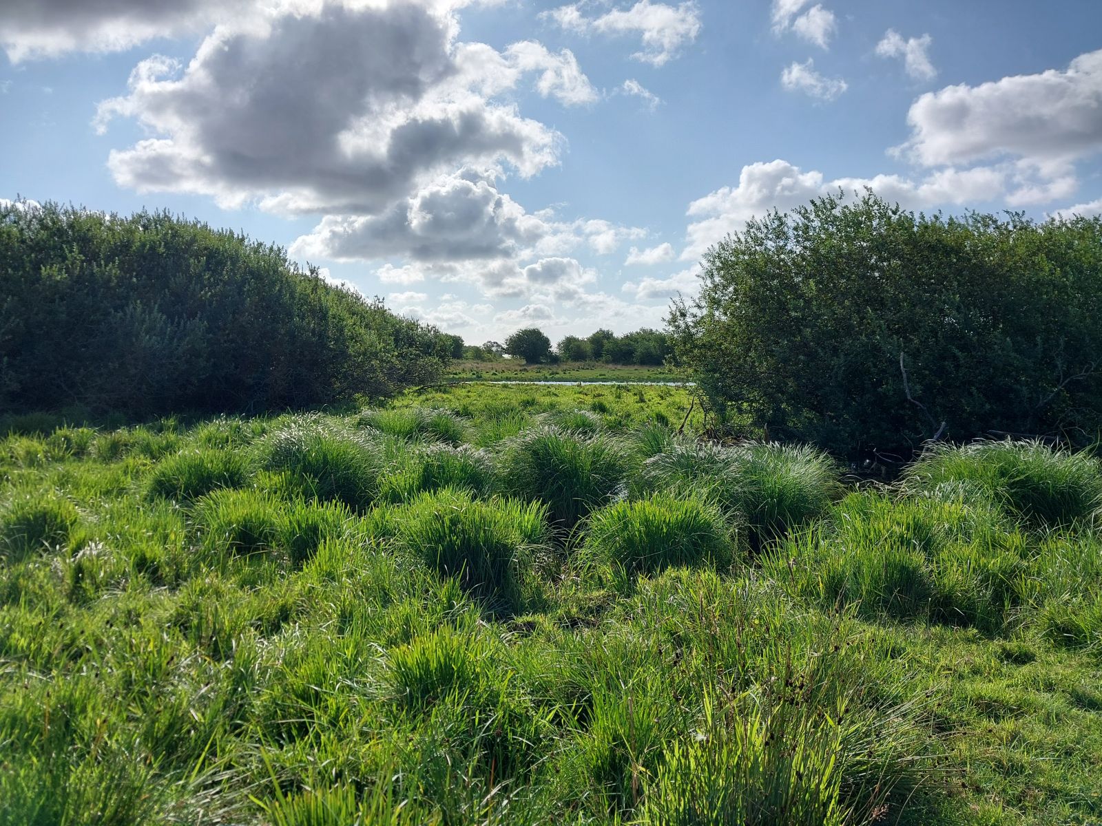 Engareal med tuer af græsser mellem høje pilebuske, blå himmel
