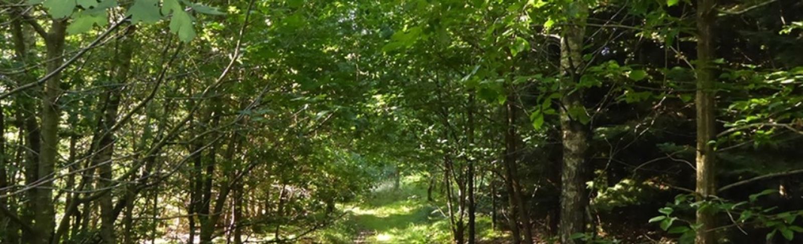 Sti ved Rostved Gravplads