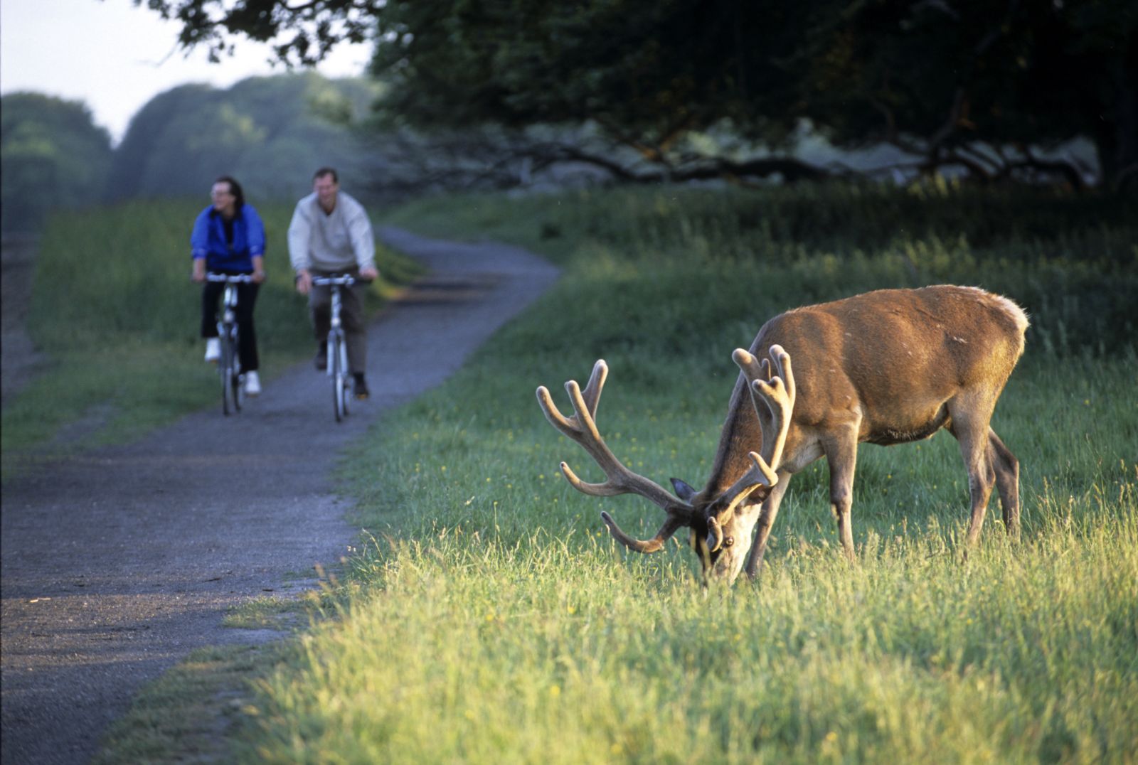 cyklister og kronhjort